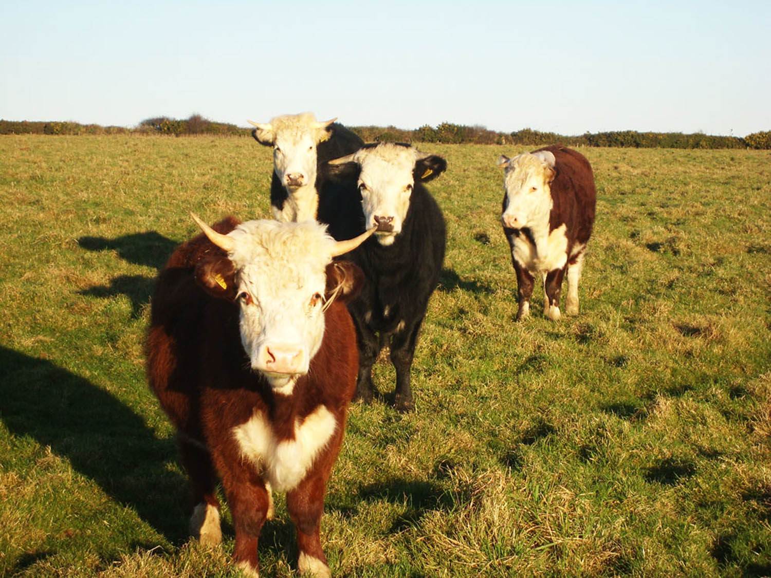 L Butchers Licensed Abattoir Cornwall Abattoir Services
